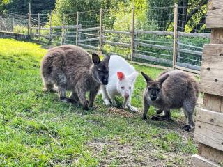 Apartment Drexler by Interhome - 5