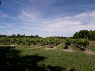 Gîte 3 La vigne est belle pour 1 à 3 personnes - 7