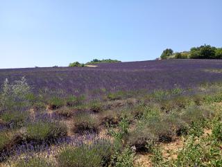 La Bergerie en Provence - Puimichel - 3