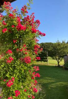 Ferienwohnung Goas-Alm - Waging am See - 6