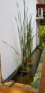 Thilina Homestay - Sigiriya - 9