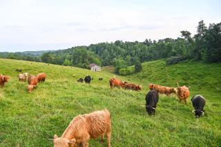 Cabin on Working Cattle Farm Highland Haven - - 9