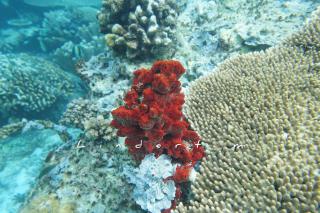 Yef Nabi Homestay - Yeben - 5