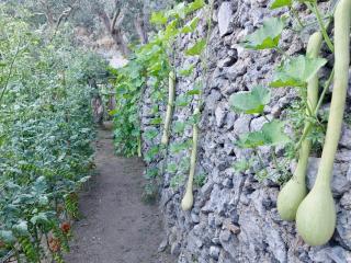 Seaside House With Terrace In Atrani - 8