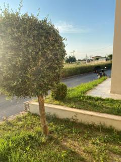 Aelia Villa - Kassandra - 4
