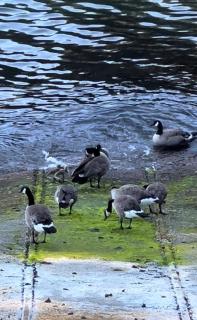 Dream House -Water Lily - Horseshoe Bay - 6