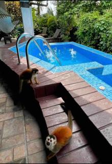 Kika Zaru Free park tour, massage and breakfast - Quepos - 6