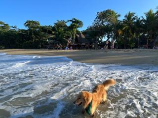 Perla Marina Ecolodge Beach - Kite, Surf, next Encuentro beach, Cabarete - Bombita - 8