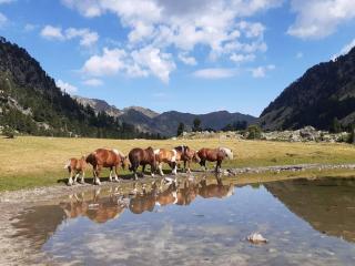 Studio 2/4 personnes au centre-ville de Cauterets - FR-1-234-286 - Cauterets - 2