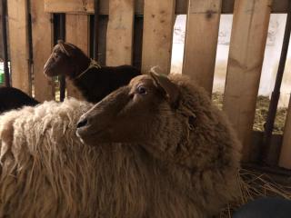 Das Falken Nest - Eisenbach (Hochschwarzwald) - 2