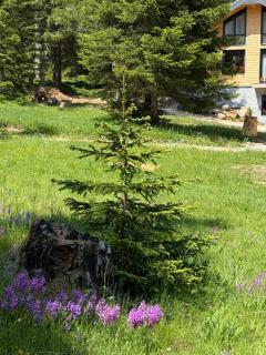 Durmitor Peaks and Pines - 1 - Babljak - 0