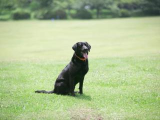 神石高原ティアガルテン - 4