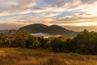 Tiny Harry - Mudgee - 8