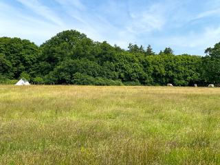 Barn Owl - Uk49932 - Shadoxhurst - 1