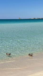 Salento apartment - Torre Lapillo - 7