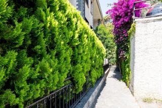 Conca Verde - sea view - Vallecrosia - 5
