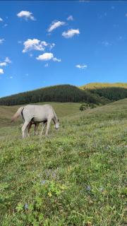 Горные Юрты Чункурчак Yurt Camp in the Mountains - Alamedin - 5