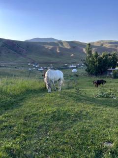 Горные Юрты Чункурчак Yurt Camp in the Mountains - Alamedin - 8