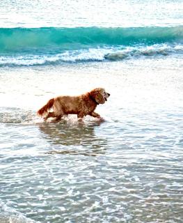 Pet-friendly Beachfront Family Getaway With Views - Mandurah - 1