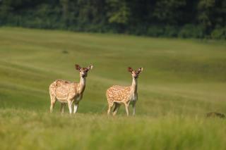 Gokarna Forest Resort Kathmandu - 5