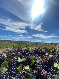 Casal de' Matti - Casa Margot - 8