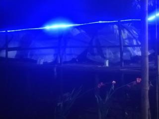 Delo pine nest campsite - Kalimpong - 7