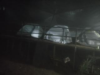 Delo pine nest campsite - Kalimpong - 4