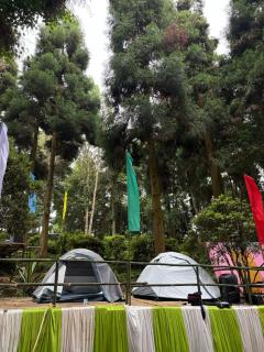 Delo pine nest campsite - Kalimpong - 3