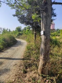 Pine Glade Villa, Bhimtal - 1