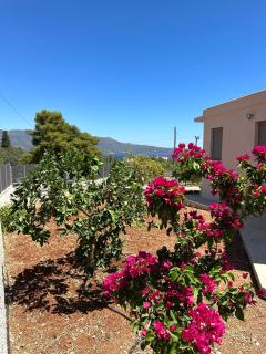 Gardenview Olive Apartment - - 1