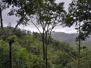 Mountain Vista Homestay Vagamon - Vagamon - 9