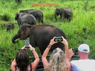 Oleena Home Stay - Habarana - 3
