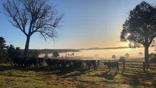 Red Hill Cabin#2 - 2-bedroom - Walcha - 5