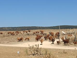 Casita barbate - Barbate - 2