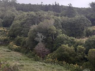 Liiiving in Açores - Casa de Foros - 3