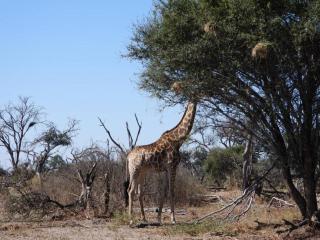 Okavango Bush Campsite - Maun - 3