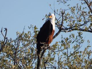 Okavango Bush Campsite - Maun - 1