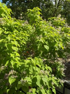 Waldtraum Wandlitzsee - Wandlitz - 9