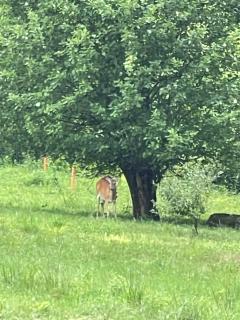CampRV Lookout Apartment Peaceful Scenic Escape - 4
