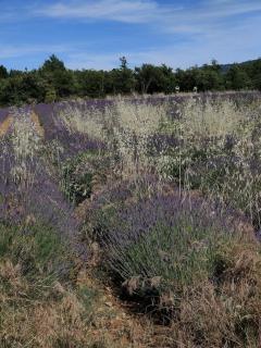 Charming house in Provence, 2 to 10 people - Saignon - 4