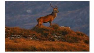 Shangri-La Large Family Townhouse free carpark - 1