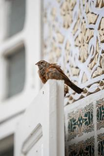 Riad Blue Garden - 8