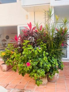 Casa Basea - Zihuatanejo - 4