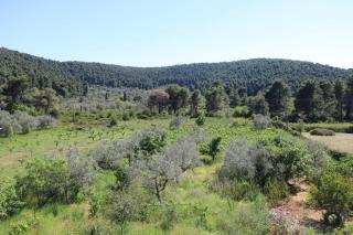 O Ampelonas tou kyr Giorgou - 8