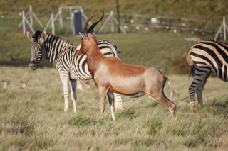 Drakensberg Ghost Mountain Retreat & Wildlife Sanctuary - Bergview - 8
