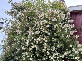 4 star holiday home in ENSKEDE-By Traum - 4