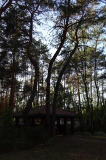 Leśna SPA Willa pod Warszawą Jacuzzi, Sauna, Kominek, Sport & Joga - Konstancin-Jeziorna - 9