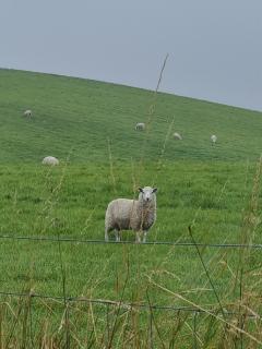 Thornwick bay Velvet Vale 80 - 2