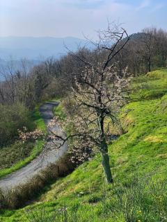 Basilico Apartment with stunnung views - Scogna Superiore - 6