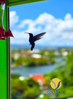 Grand Appartement T2 Moderne - Bord de mer et Piscine - Pointe du Bout - Anse Mitan - 7